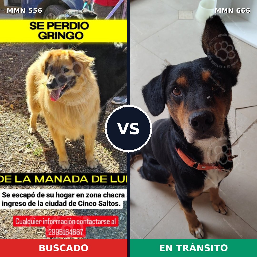 Comparativa MMS 19430: mascota perdida y mascota encontrada, 44% de similitud