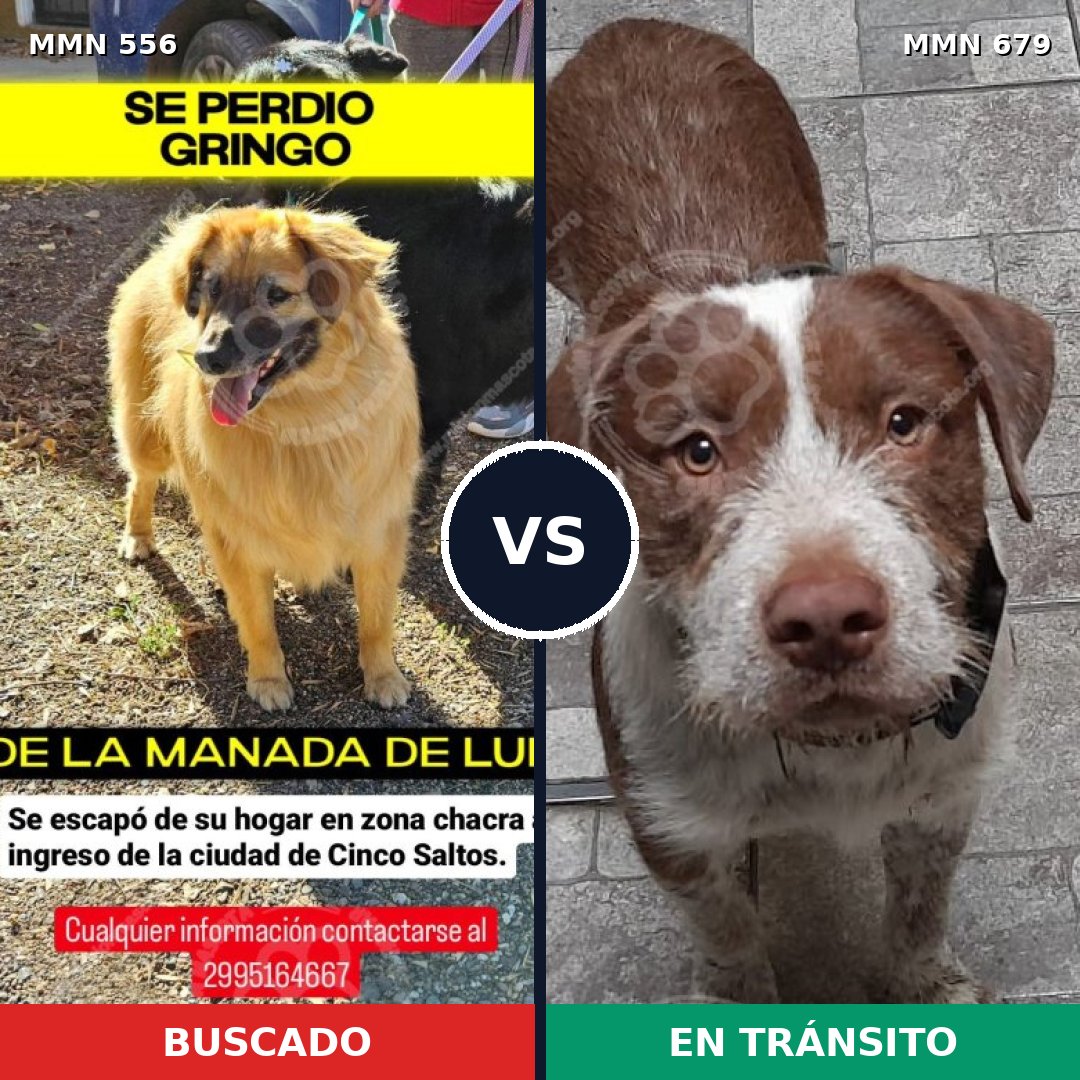 Comparativa MMS 19431: mascota perdida y mascota encontrada, 55% de similitud