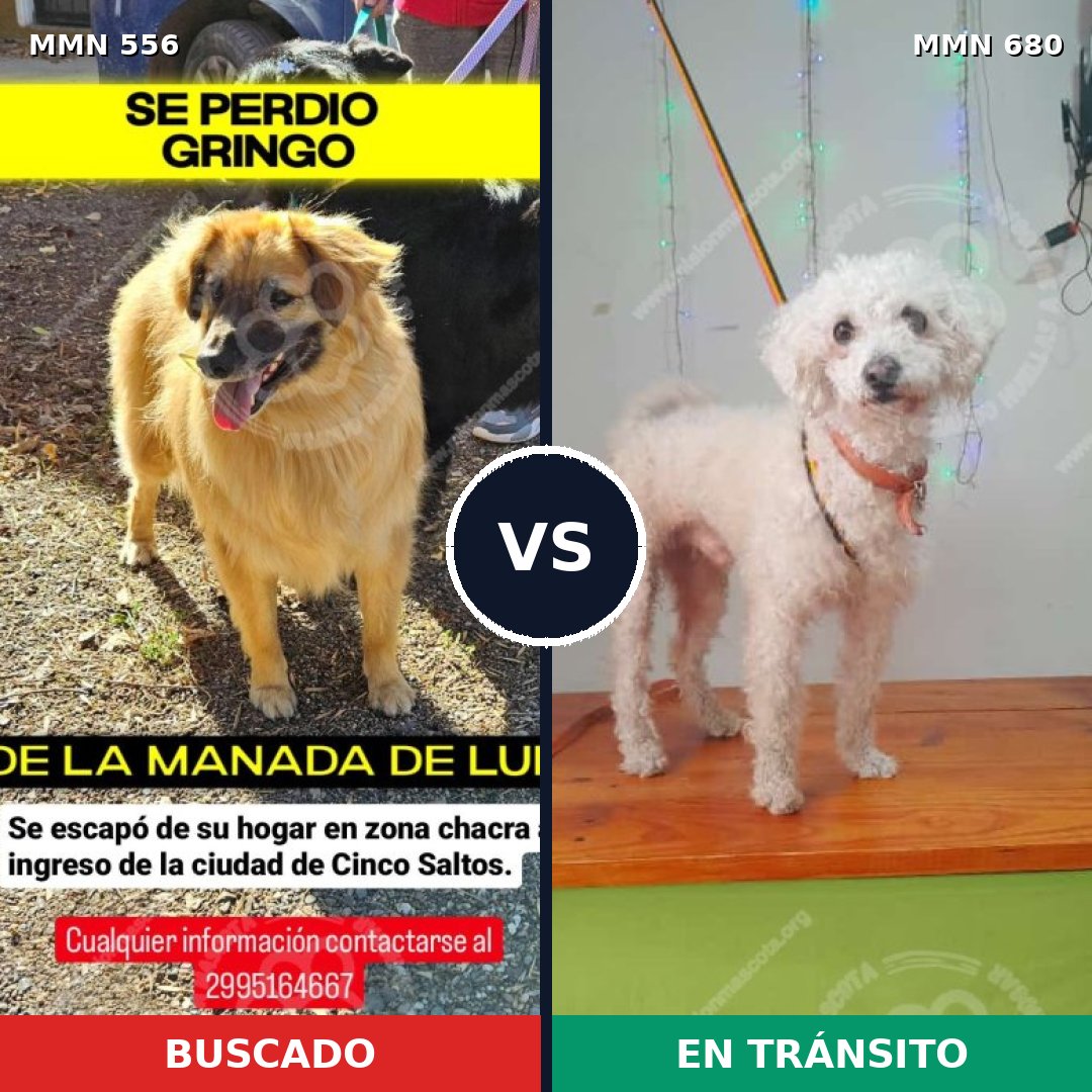 Comparativa MMS 19432: mascota perdida y mascota encontrada, 25% de similitud