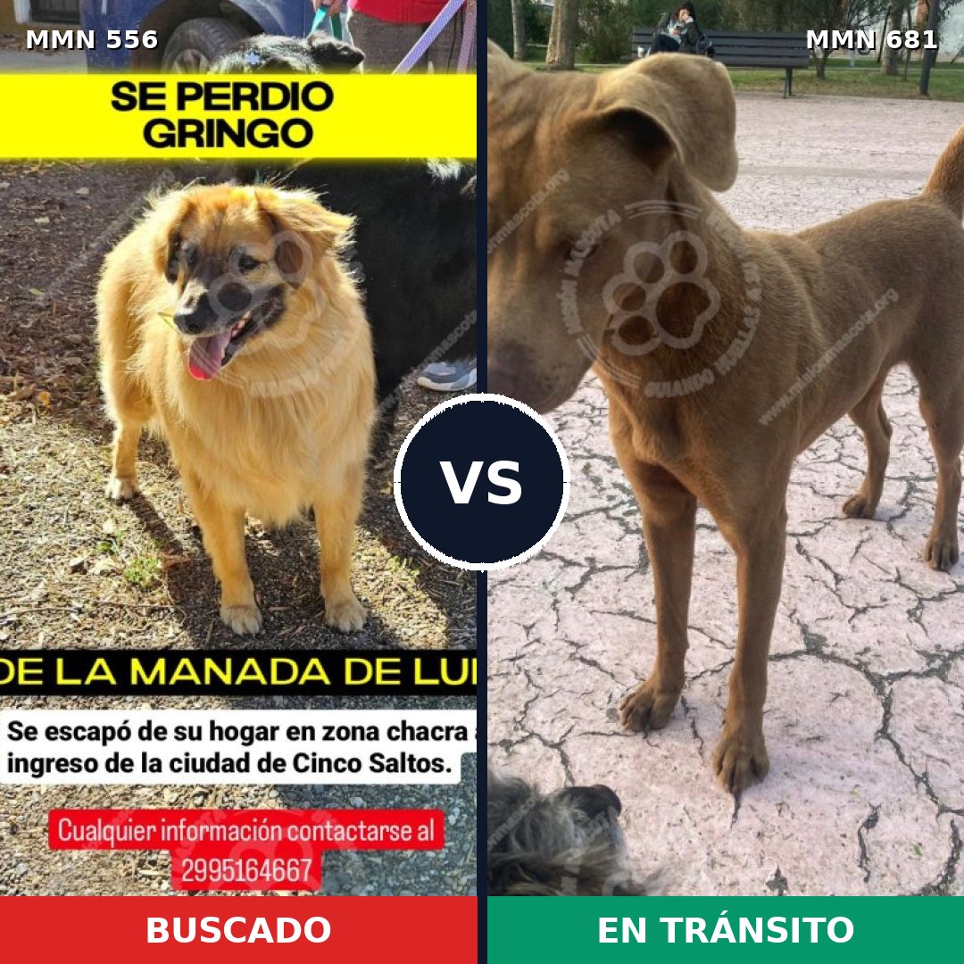 Comparativa MMS 19433: mascota perdida y mascota encontrada, 25% de similitud