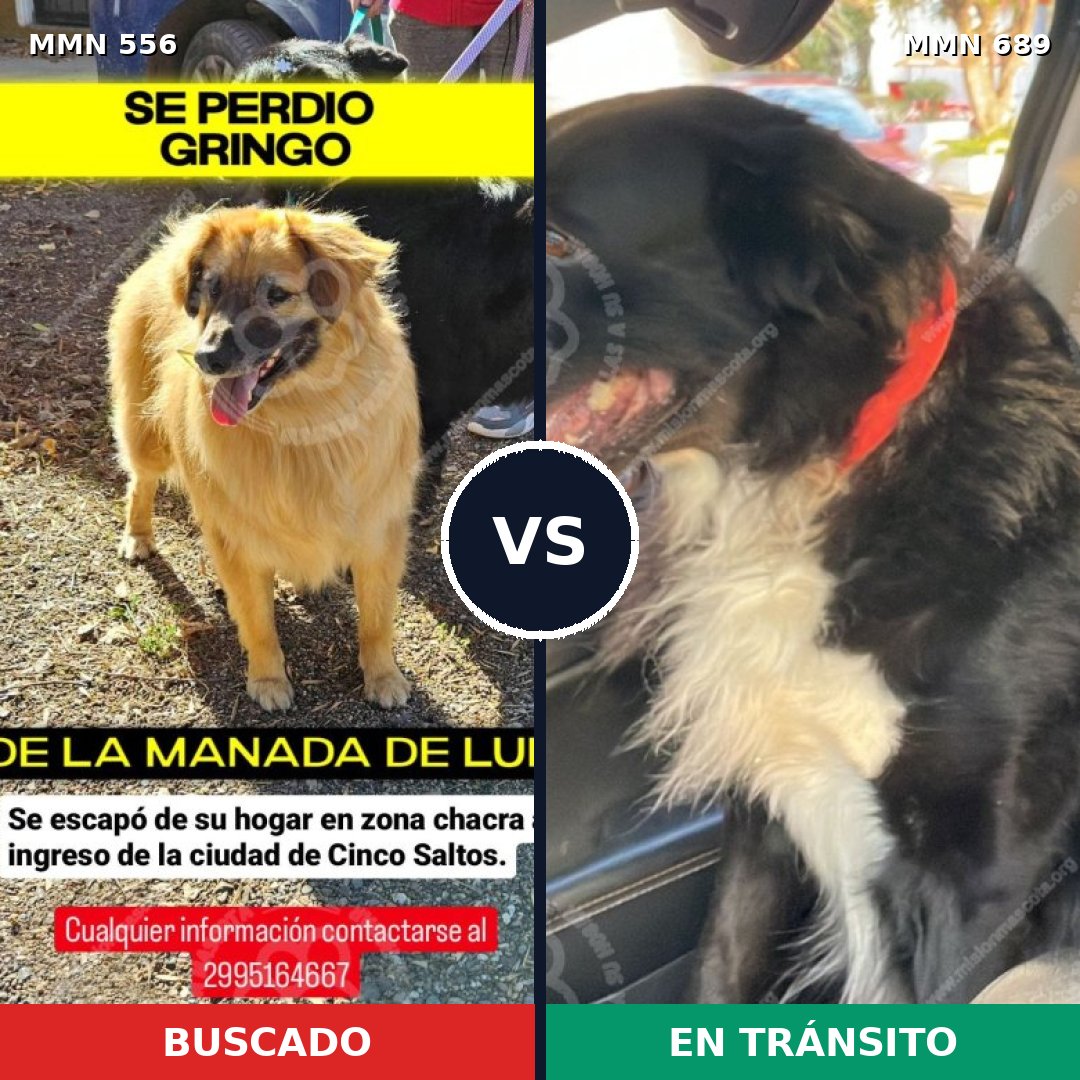 Comparativa MMS 19434: mascota perdida y mascota encontrada, 38% de similitud