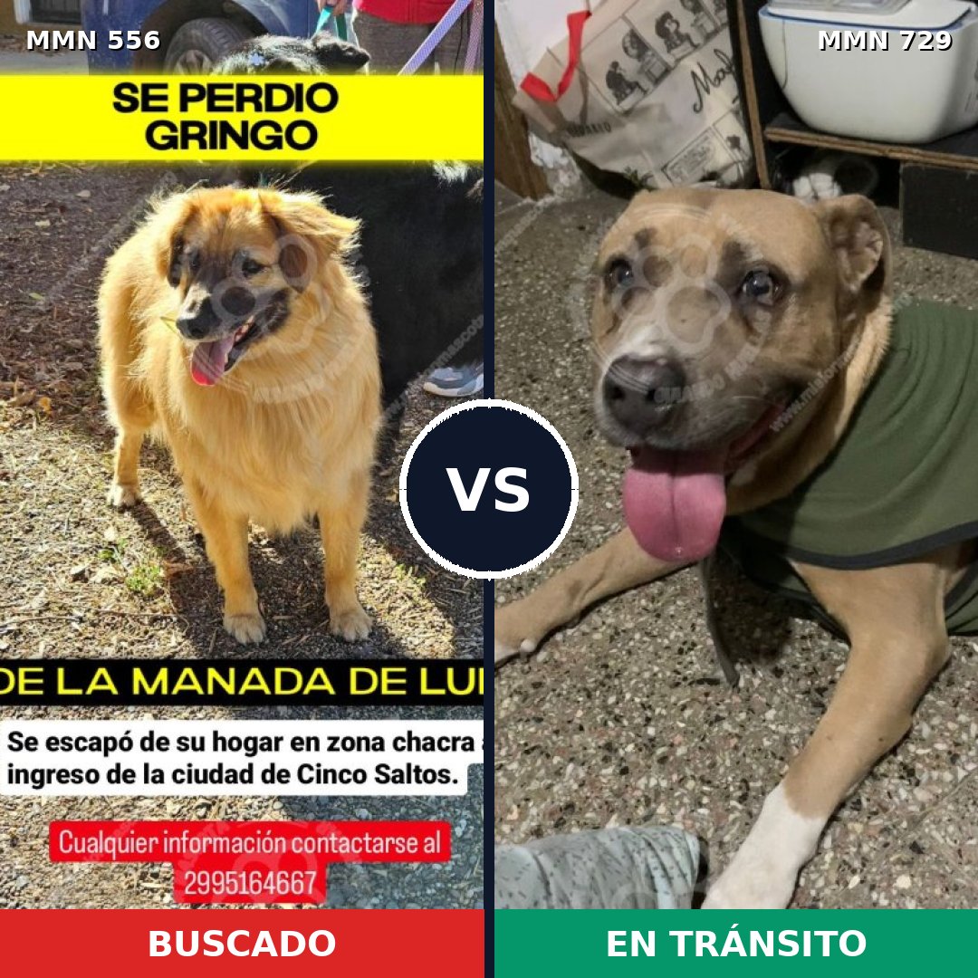 Comparativa MMS 19436: mascota perdida y mascota encontrada, 27% de similitud