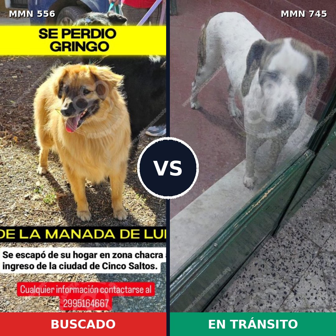 Comparativa MMS 19438: mascota perdida y mascota encontrada, 40% de similitud