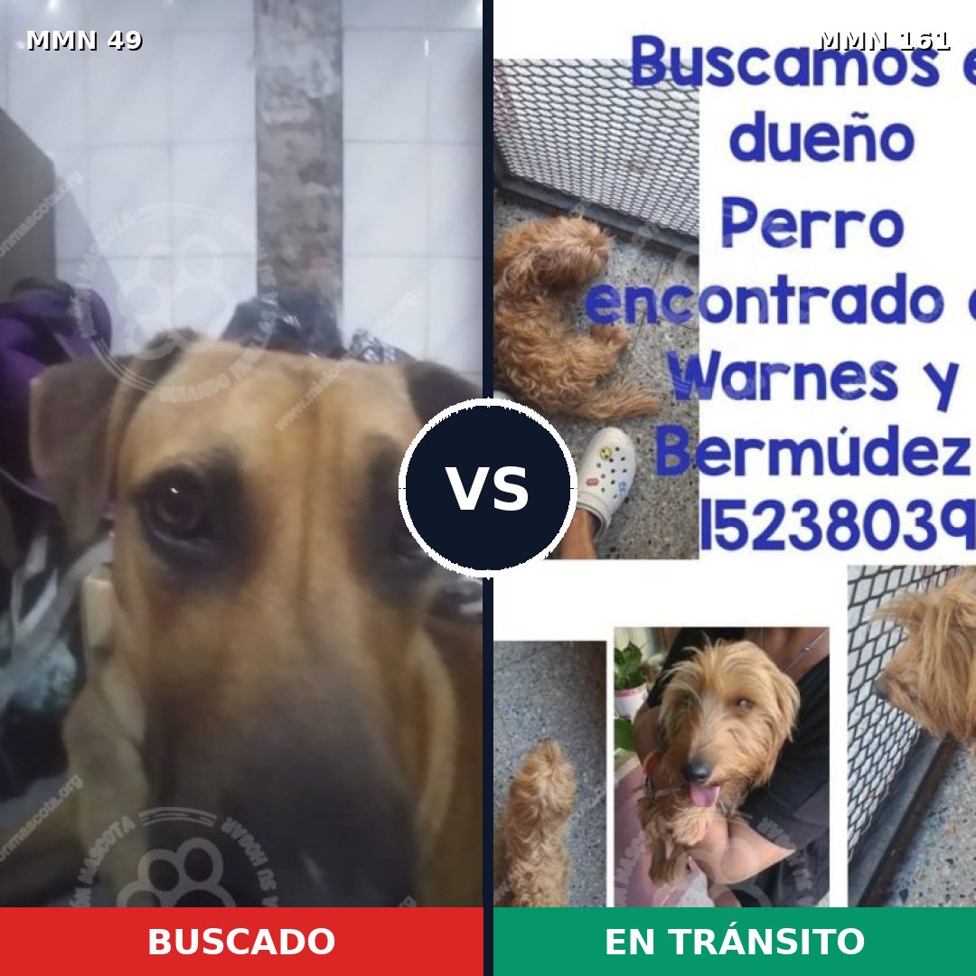 Comparativa MMS 1944: mascota perdida y mascota encontrada, 68% de similitud