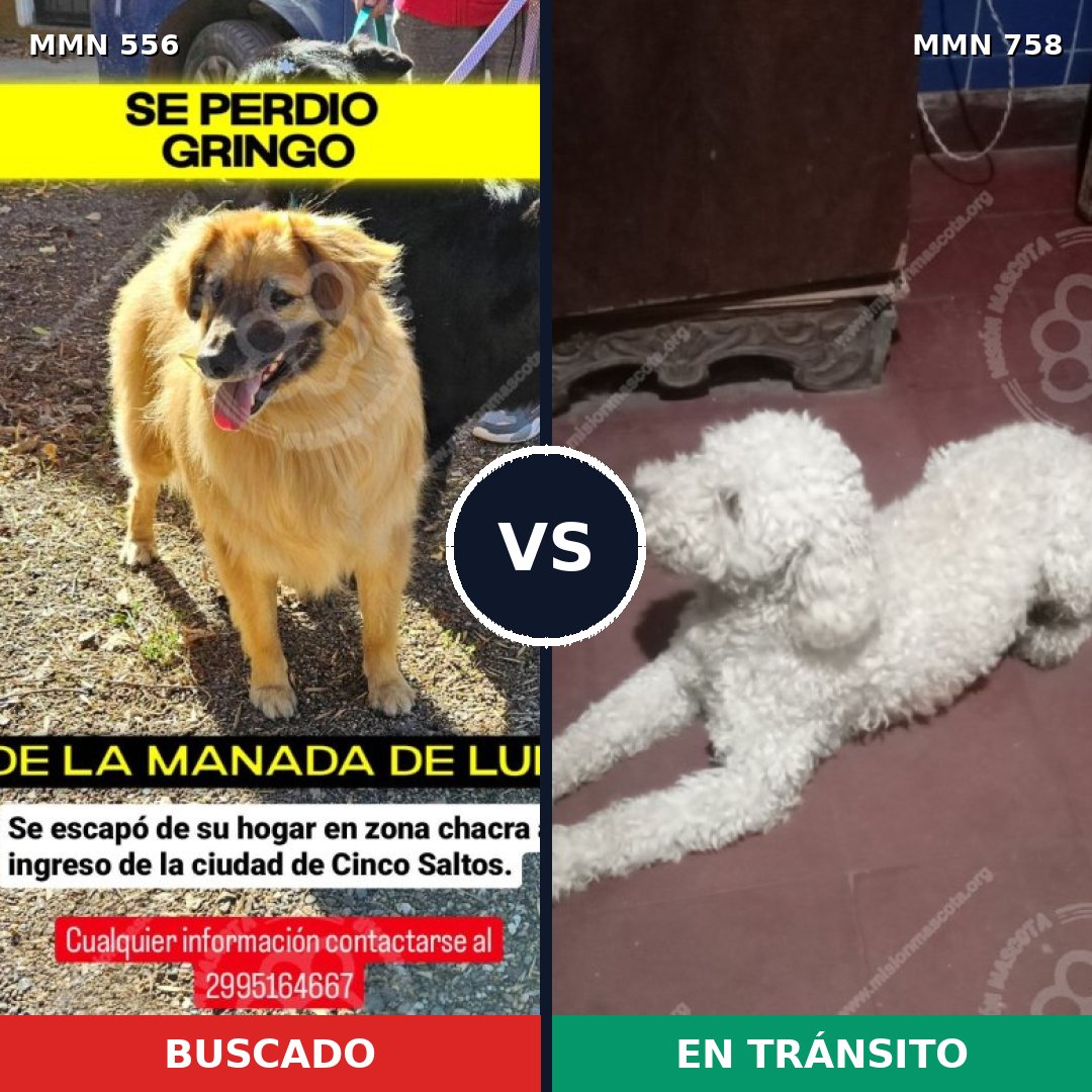 Comparativa MMS 19441: mascota perdida y mascota encontrada, 33% de similitud