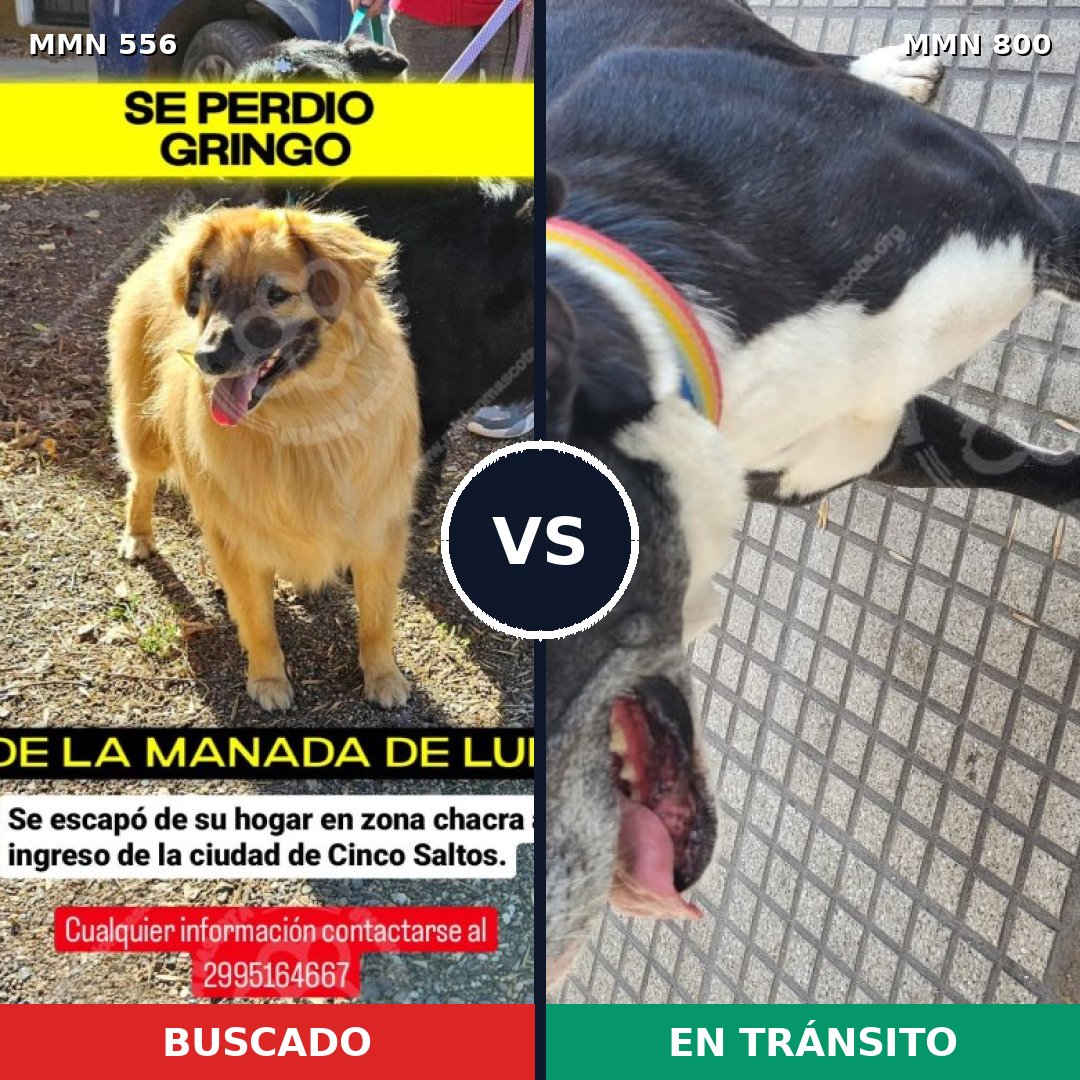 Comparativa MMS 19442: mascota perdida y mascota encontrada, 24% de similitud