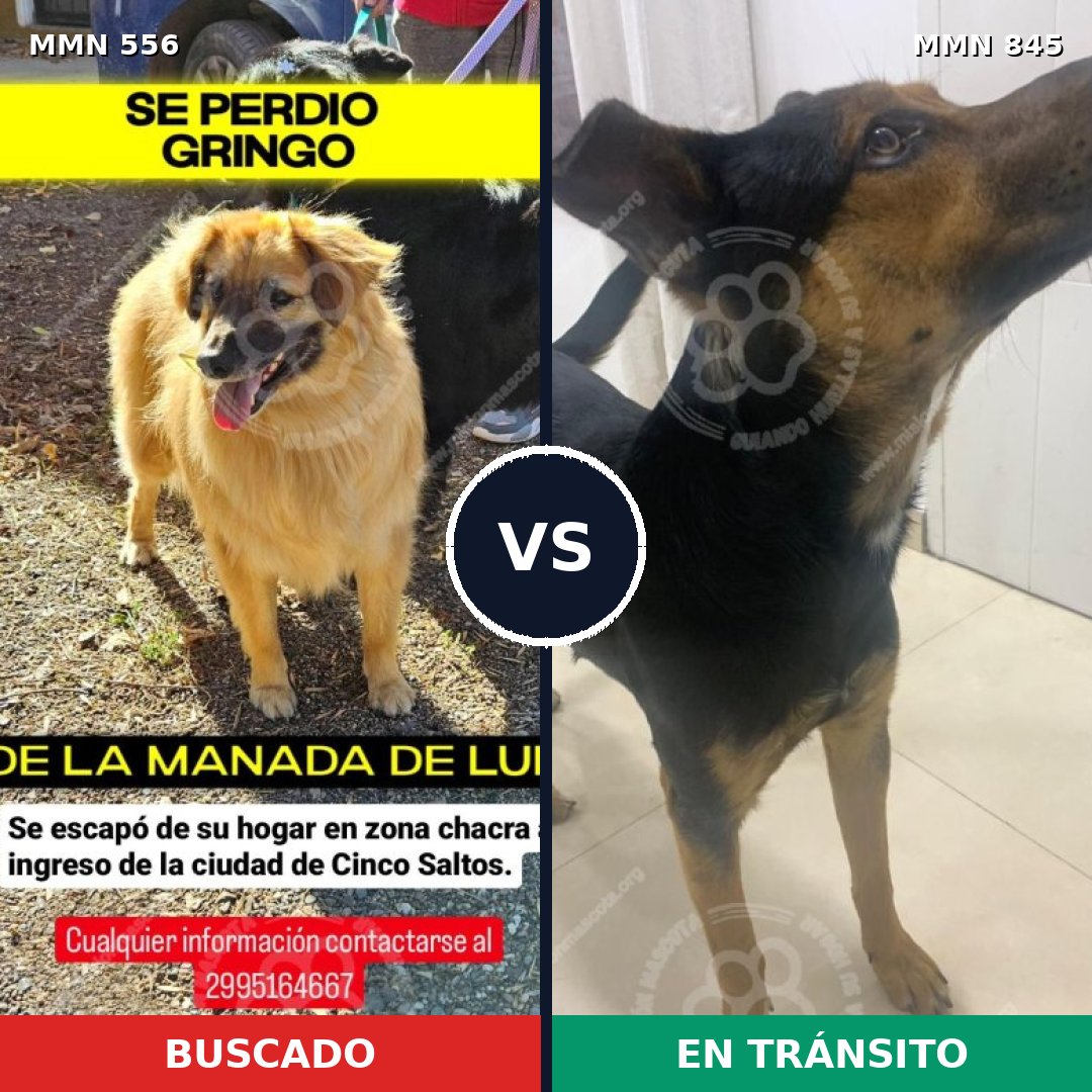 Comparativa MMS 19443: mascota perdida y mascota encontrada, 58% de similitud