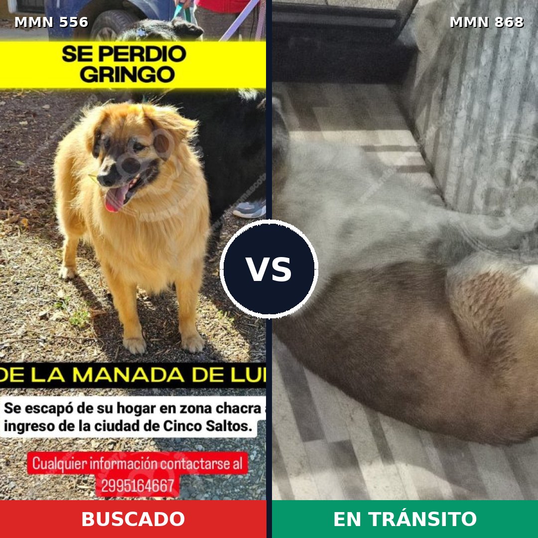 Comparativa MMS 19444: mascota perdida y mascota encontrada, 41% de similitud