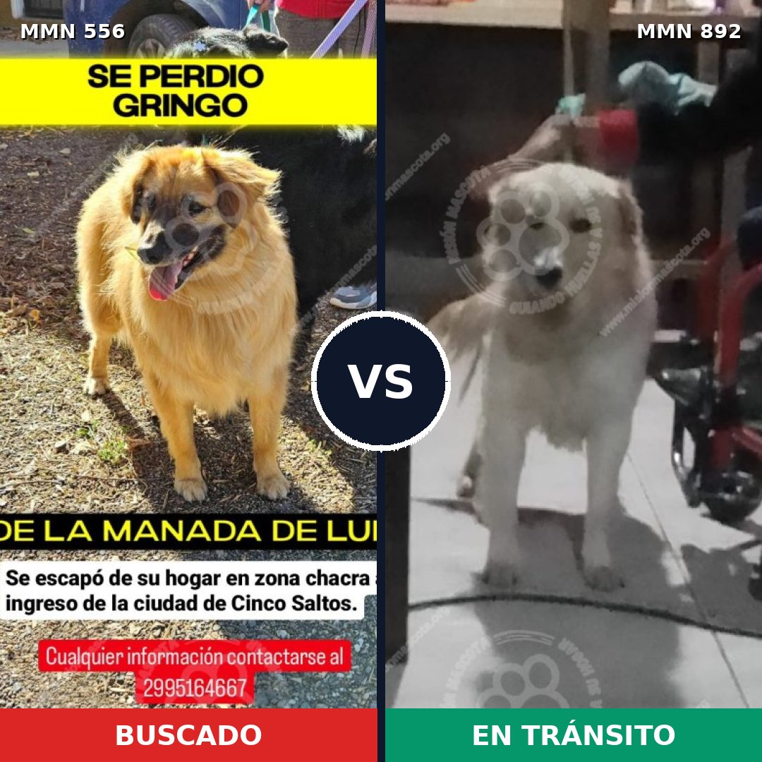 Comparativa MMS 19445: mascota perdida y mascota encontrada, 56% de similitud