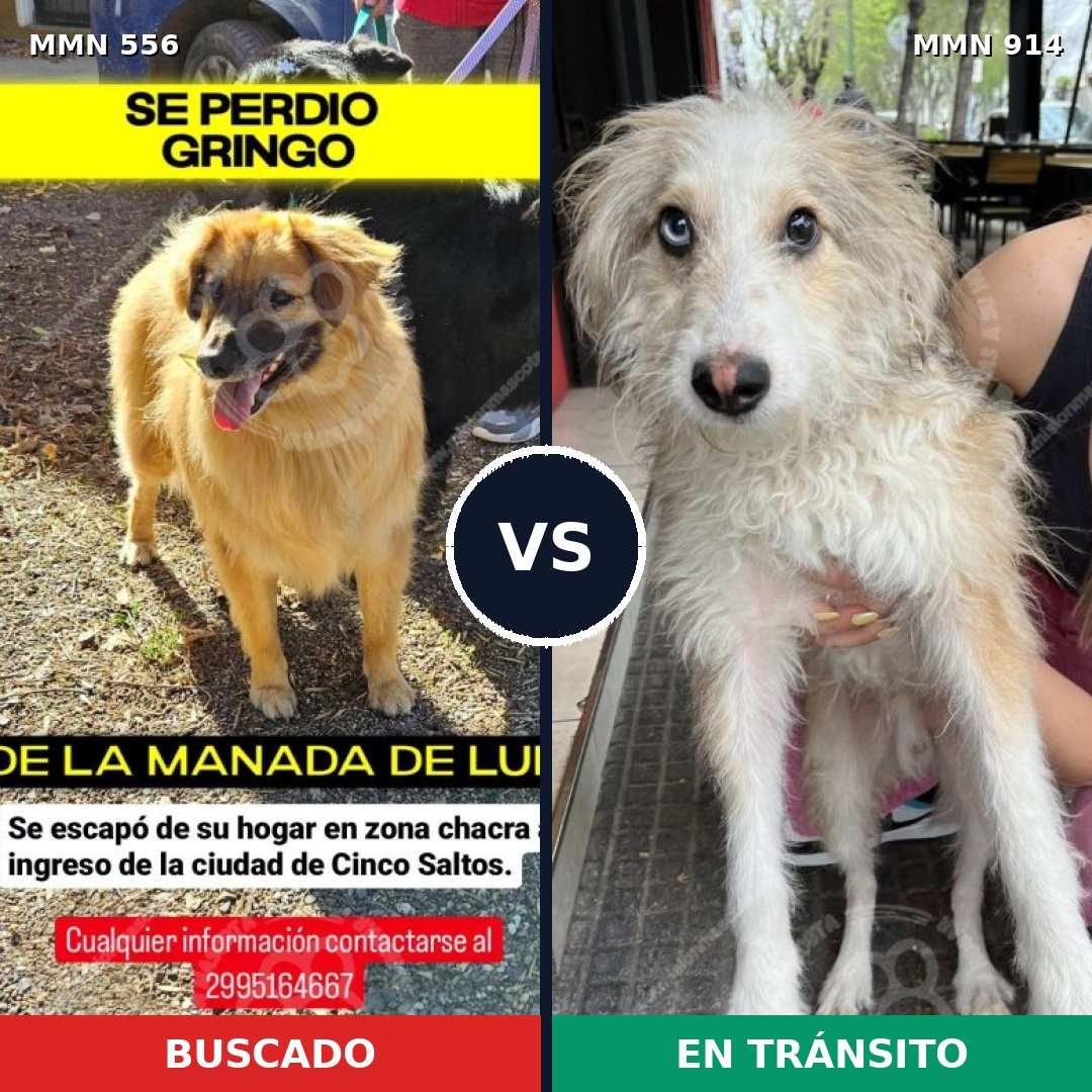 Comparativa MMS 19446: mascota perdida y mascota encontrada, 41% de similitud