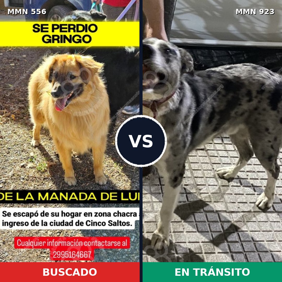 Comparativa MMS 19447: mascota perdida y mascota encontrada, 59% de similitud