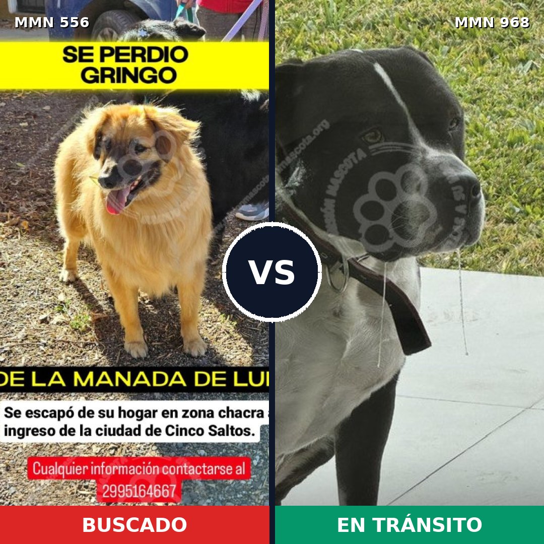 Comparativa MMS 19448: mascota perdida y mascota encontrada, 26% de similitud