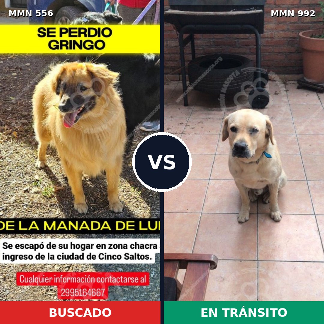 Comparativa MMS 19449: mascota perdida y mascota encontrada, 40% de similitud