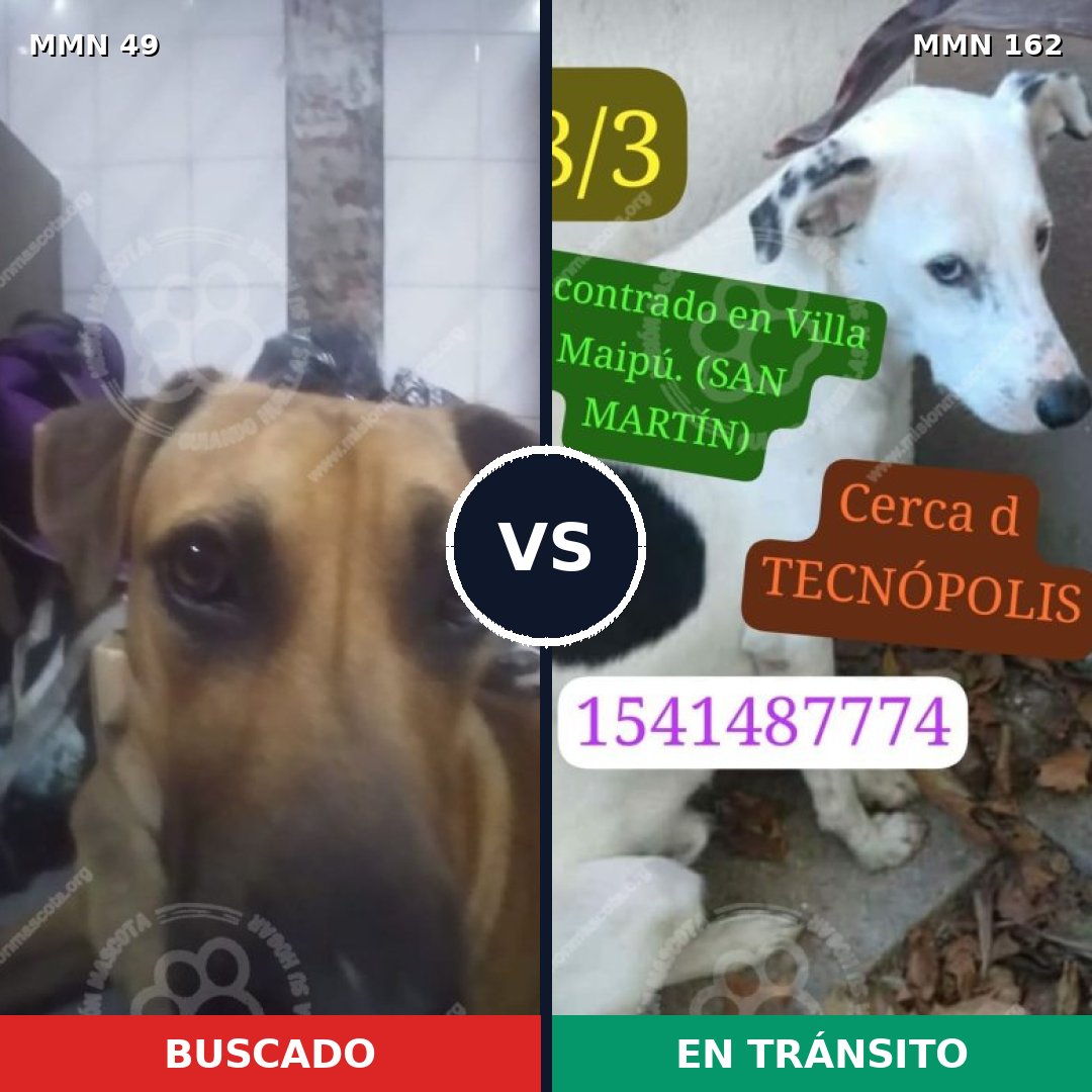 Comparativa MMS 1945: mascota perdida y mascota encontrada, 63% de similitud