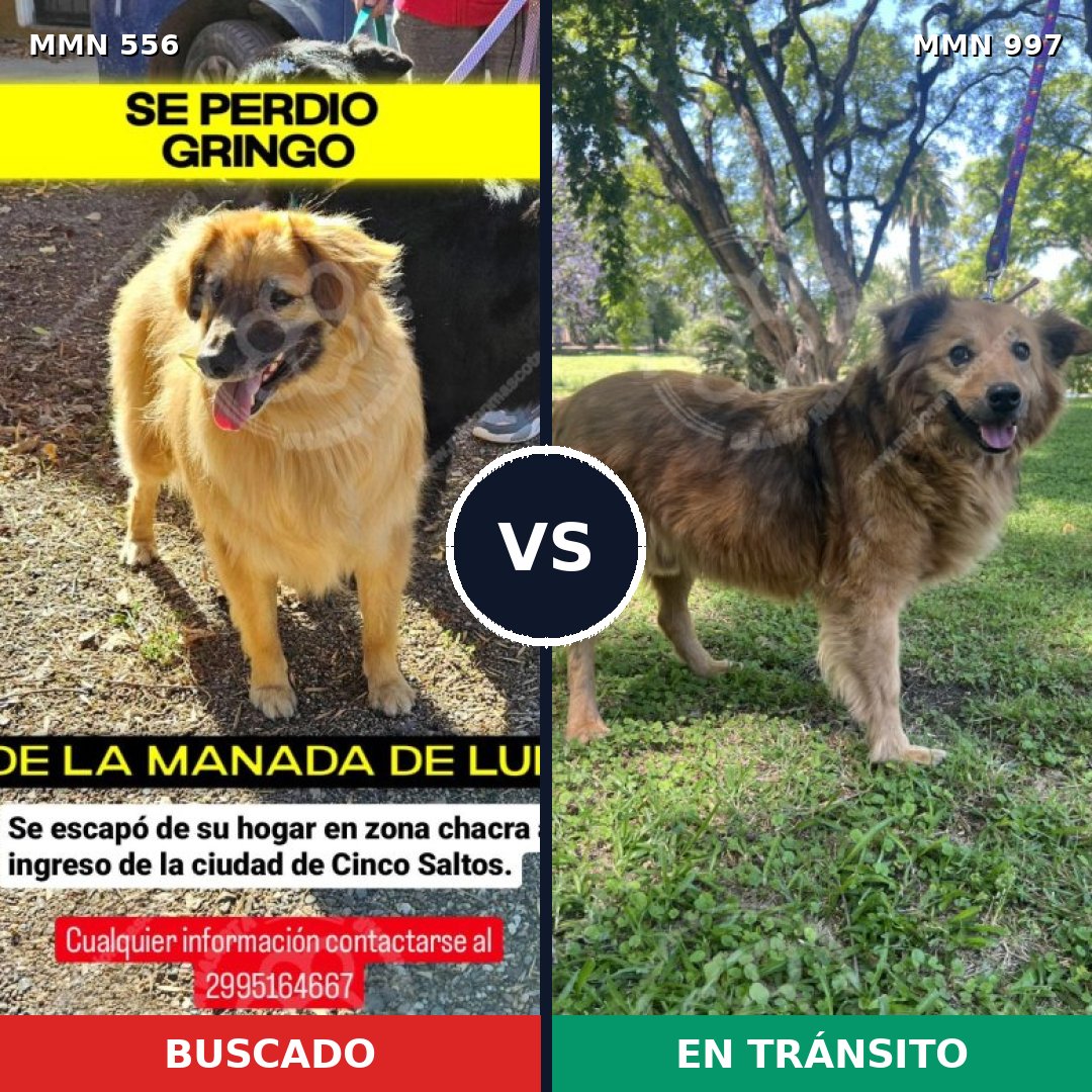 Comparativa MMS 19450: mascota perdida y mascota encontrada, 60% de similitud