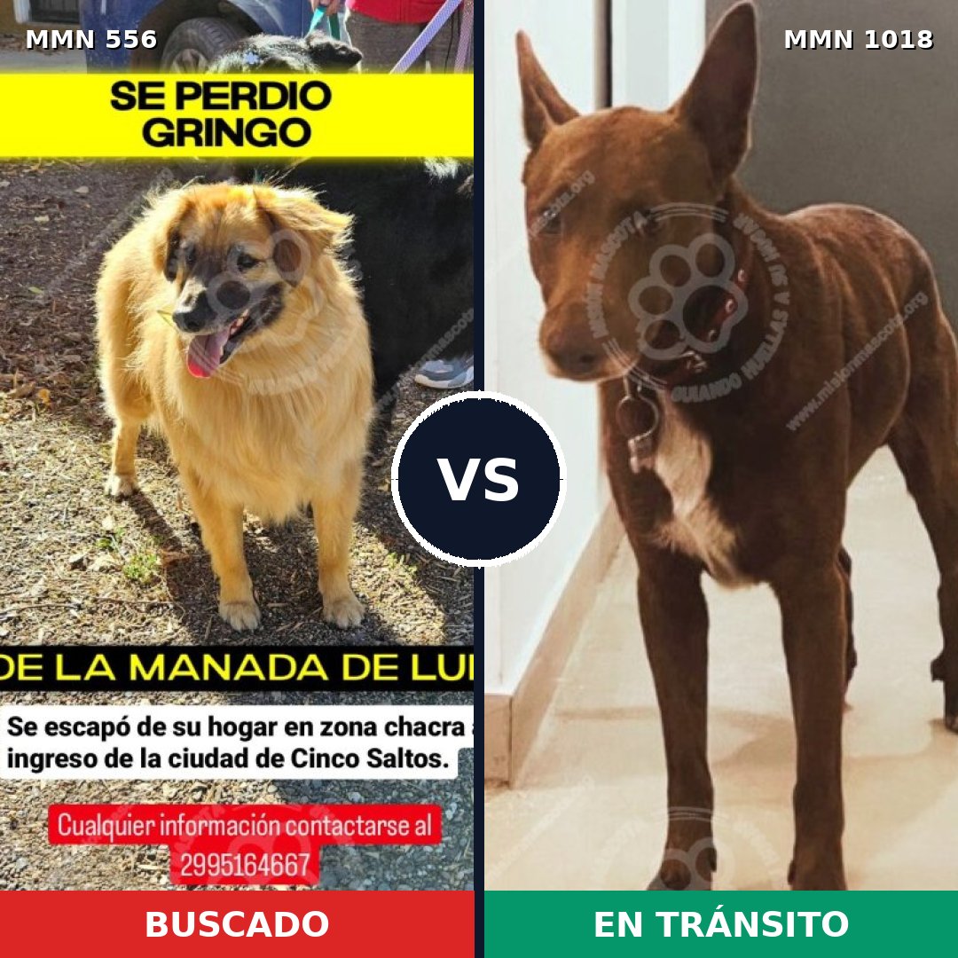Comparativa MMS 19451: mascota perdida y mascota encontrada, 59% de similitud