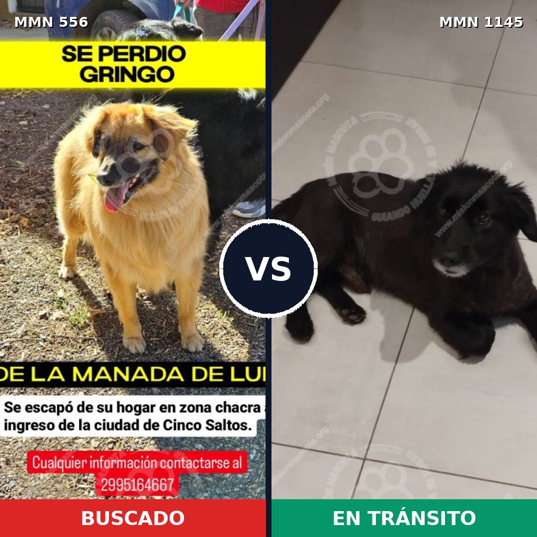 Comparativa MMS 19454: mascota perdida y mascota encontrada, 58% de similitud