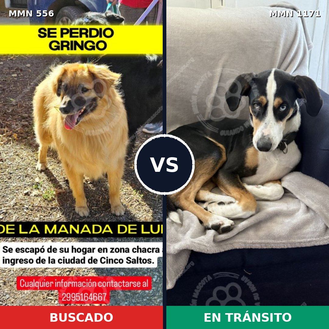 Comparativa MMS 19456: mascota perdida y mascota encontrada, 61% de similitud