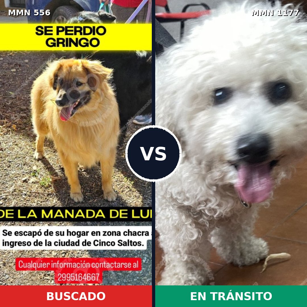 Comparativa MMS 19457: mascota perdida y mascota encontrada, 18% de similitud