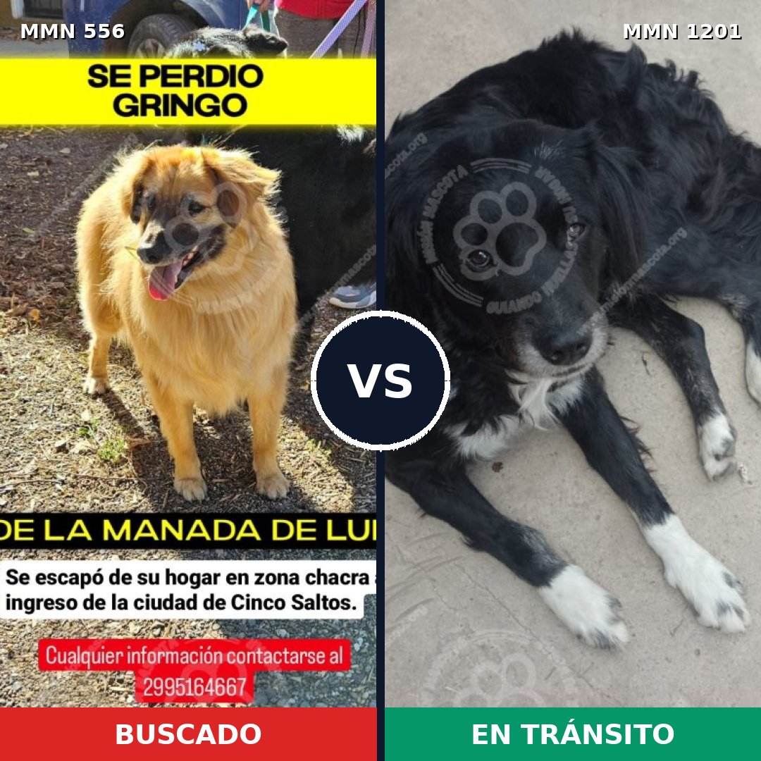 Comparativa MMS 19459: mascota perdida y mascota encontrada, 49% de similitud
