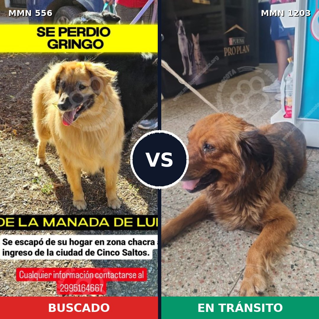 Comparativa MMS 19460: mascota perdida y mascota encontrada, 64% de similitud