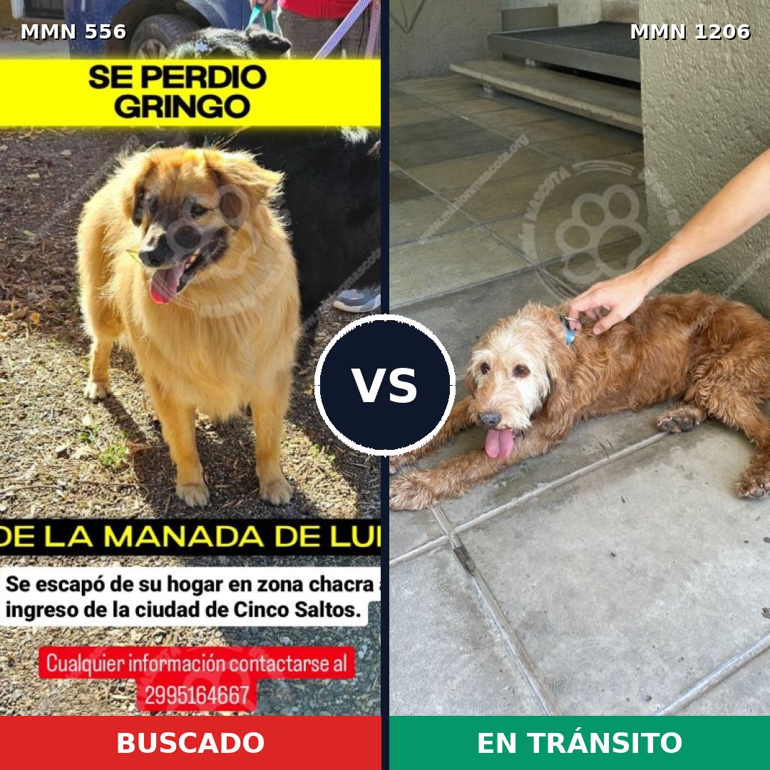 Comparativa MMS 19461: mascota perdida y mascota encontrada, 59% de similitud