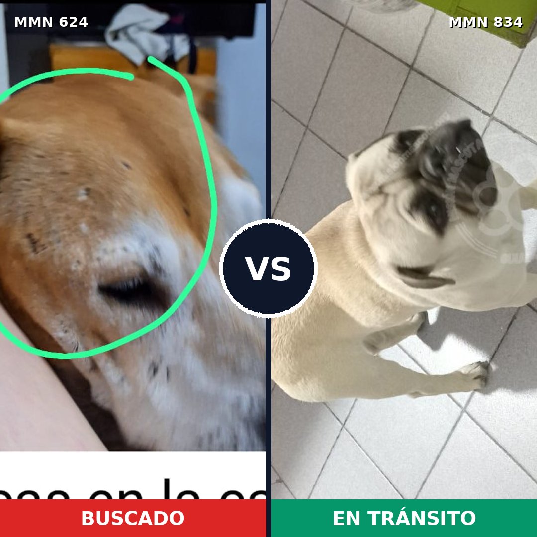 Comparativa MMS 19462: mascota perdida y mascota encontrada, 23% de similitud