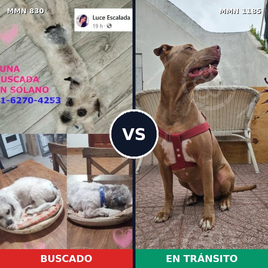 Comparativa MMS 19464: mascota perdida y mascota encontrada, 27% de similitud