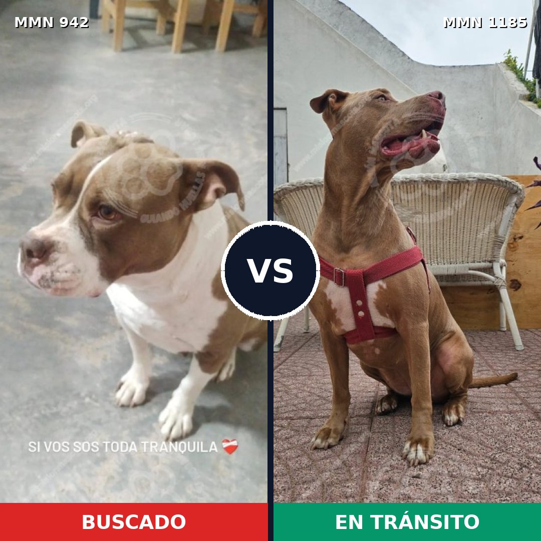 Comparativa MMS 19465: mascota perdida y mascota encontrada, 59% de similitud