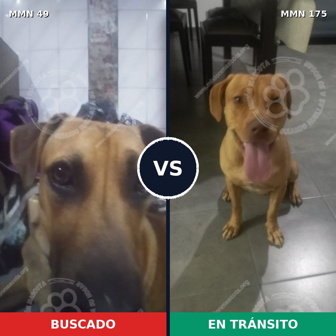 Comparativa MMS 1947: mascota perdida y mascota encontrada, 80% de similitud