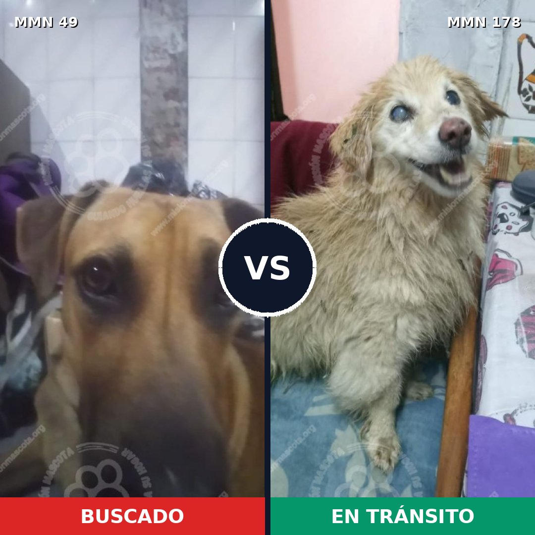 Comparativa MMS 1948: mascota perdida y mascota encontrada, 60% de similitud