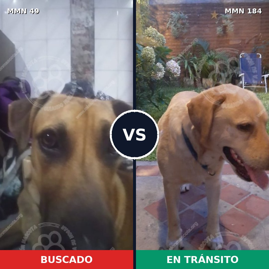 Comparativa MMS 1949: mascota perdida y mascota encontrada, 76% de similitud