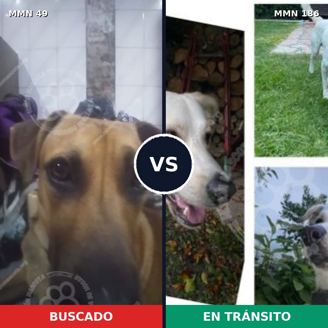 Comparativa MMS 1950: mascota perdida y mascota encontrada, 49% de similitud