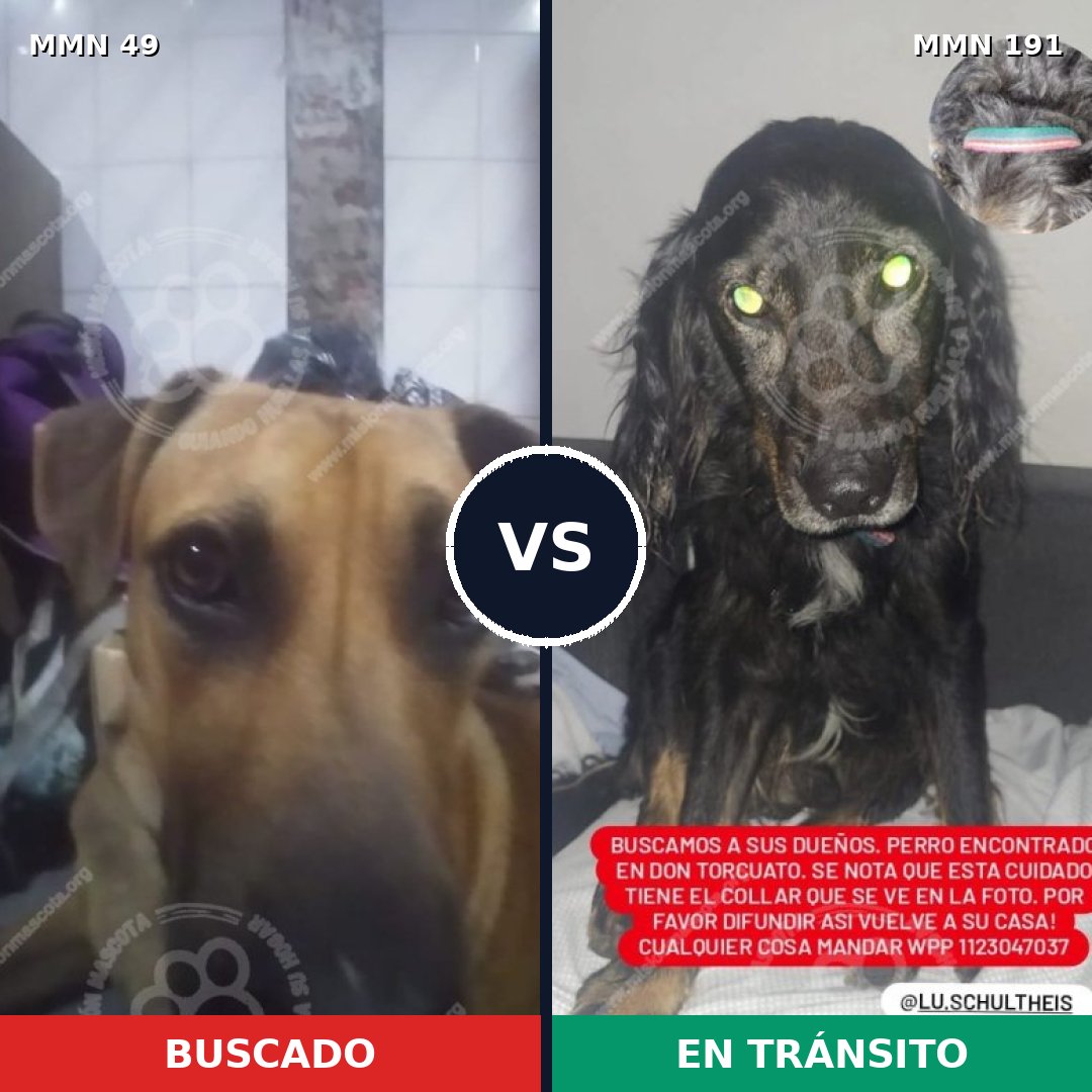 Comparativa MMS 1951: mascota perdida y mascota encontrada, 61% de similitud