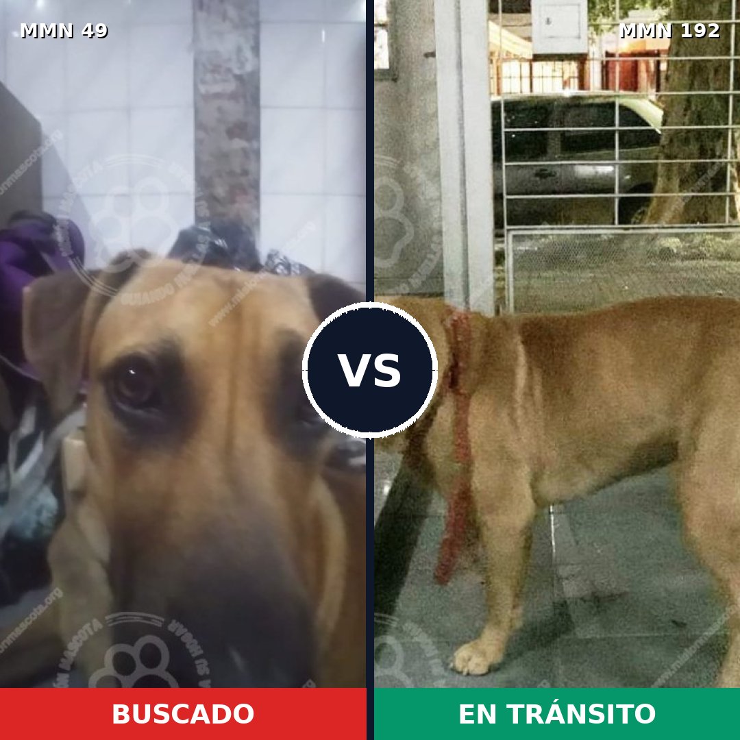 Comparativa MMS 1952: mascota perdida y mascota encontrada, 96% de similitud