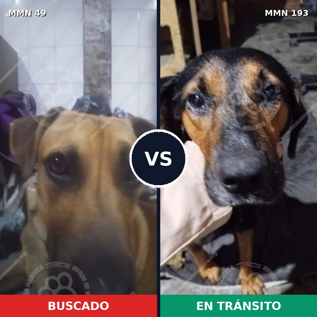 Comparativa MMS 1953: mascota perdida y mascota encontrada, 68% de similitud