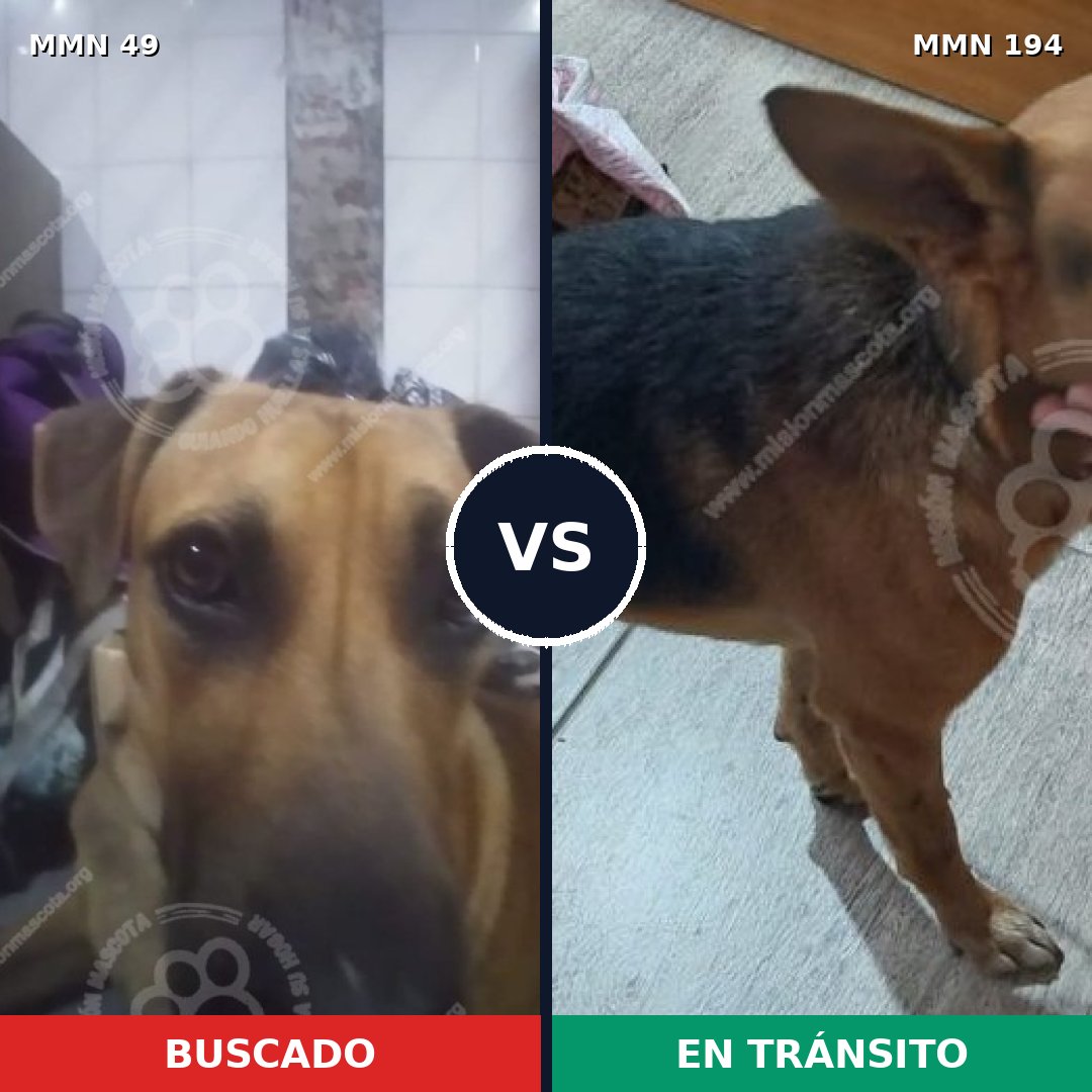 Comparativa MMS 1954: mascota perdida y mascota encontrada, 77% de similitud
