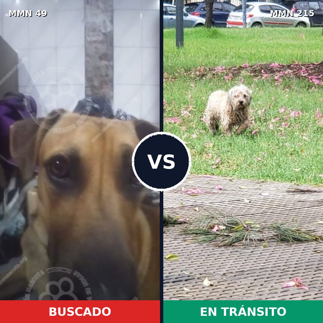 Comparativa MMS 1956: mascota perdida y mascota encontrada, 47% de similitud