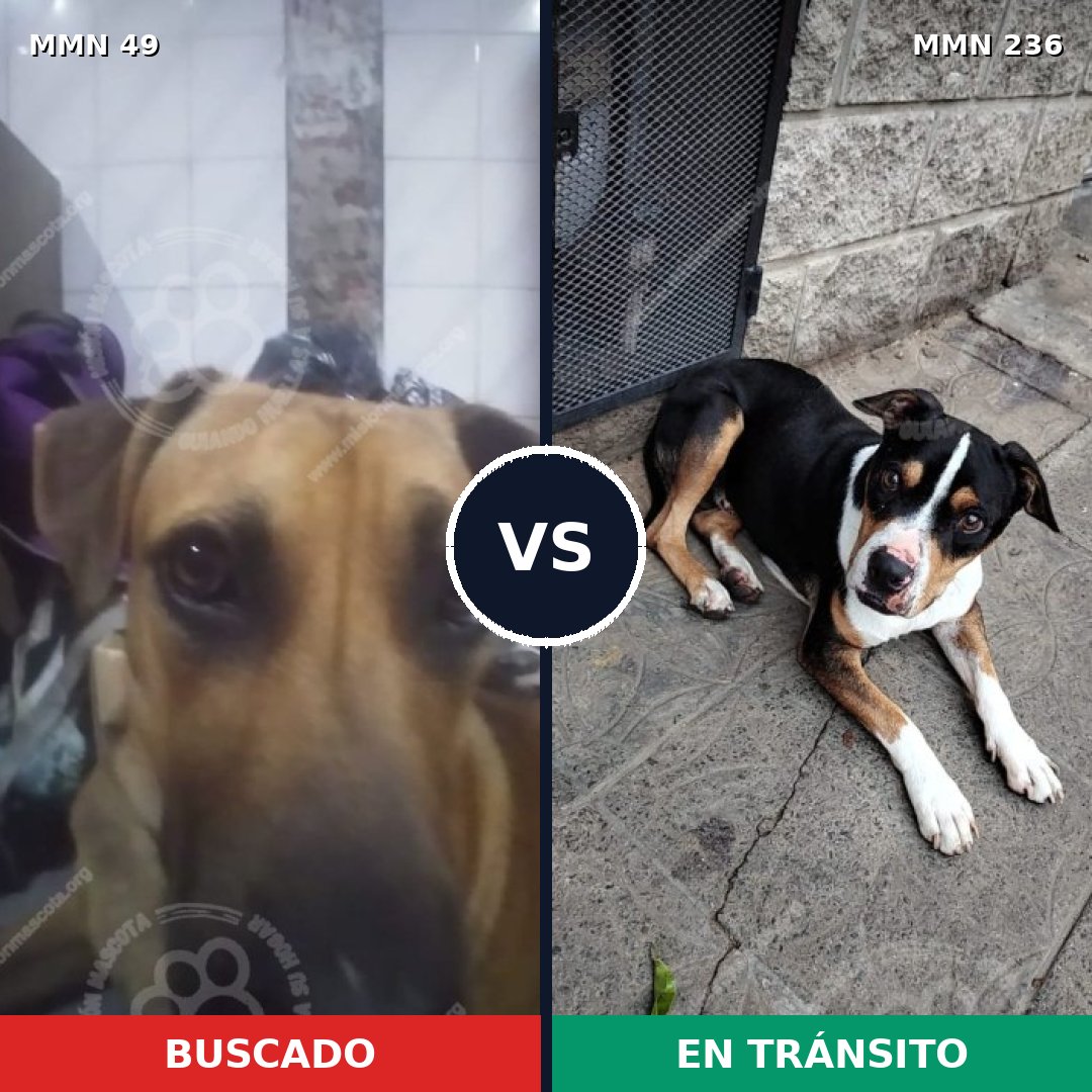 Comparativa MMS 1957: mascota perdida y mascota encontrada, 33% de similitud