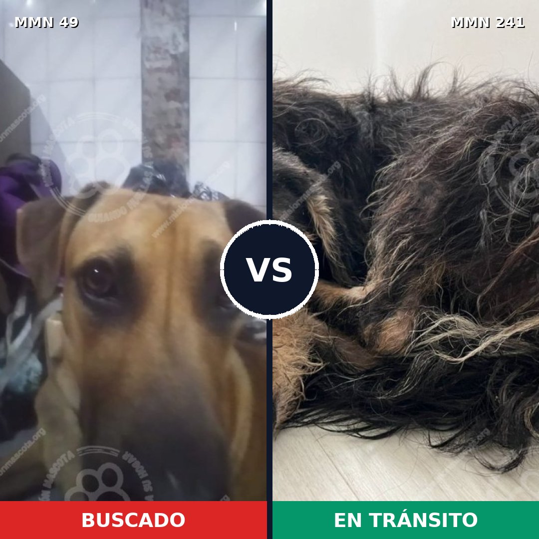 Comparativa MMS 1958: mascota perdida y mascota encontrada, 47% de similitud