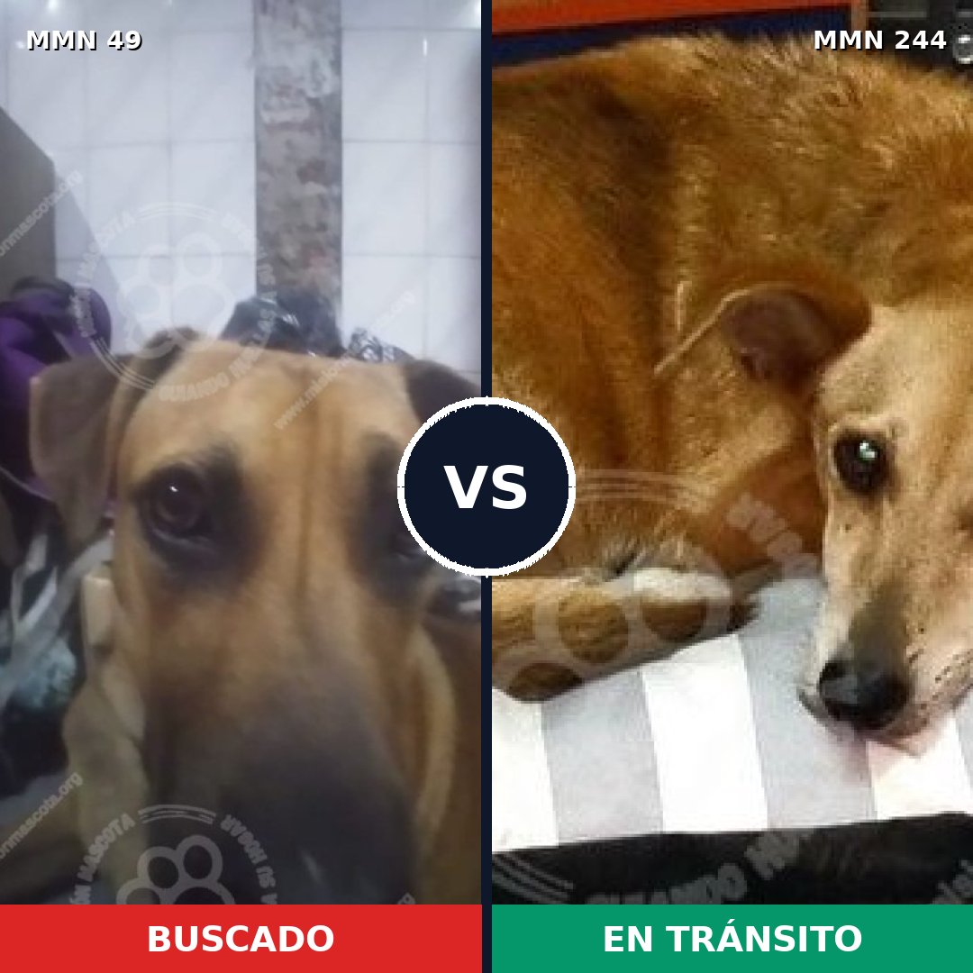 Comparativa MMS 1959: mascota perdida y mascota encontrada, 75% de similitud