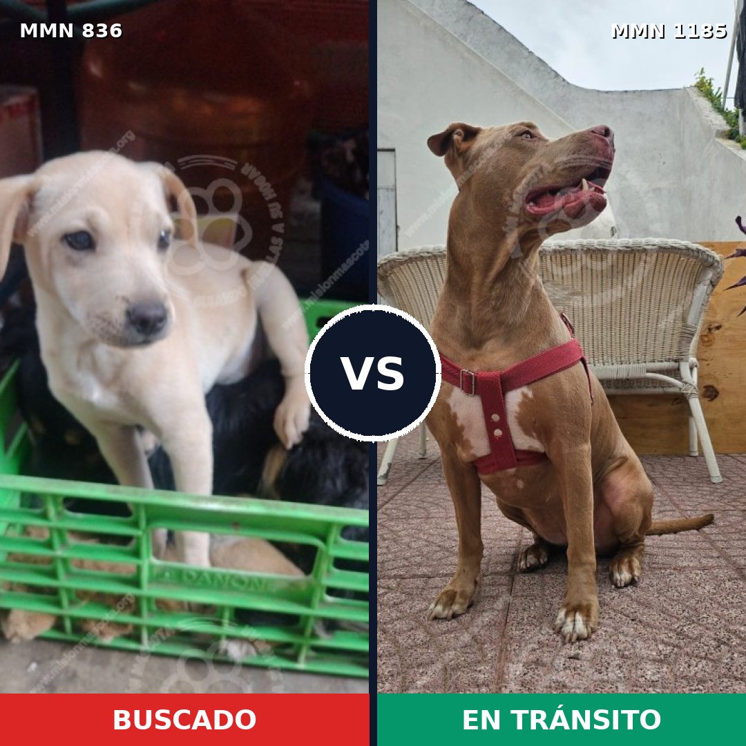 Comparativa MMS 19597: mascota perdida y mascota encontrada, 32% de similitud