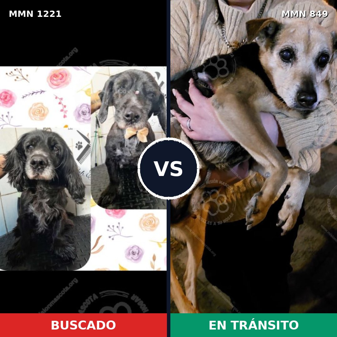 Comparativa MMS 19598: mascota perdida y mascota encontrada, 43% de similitud