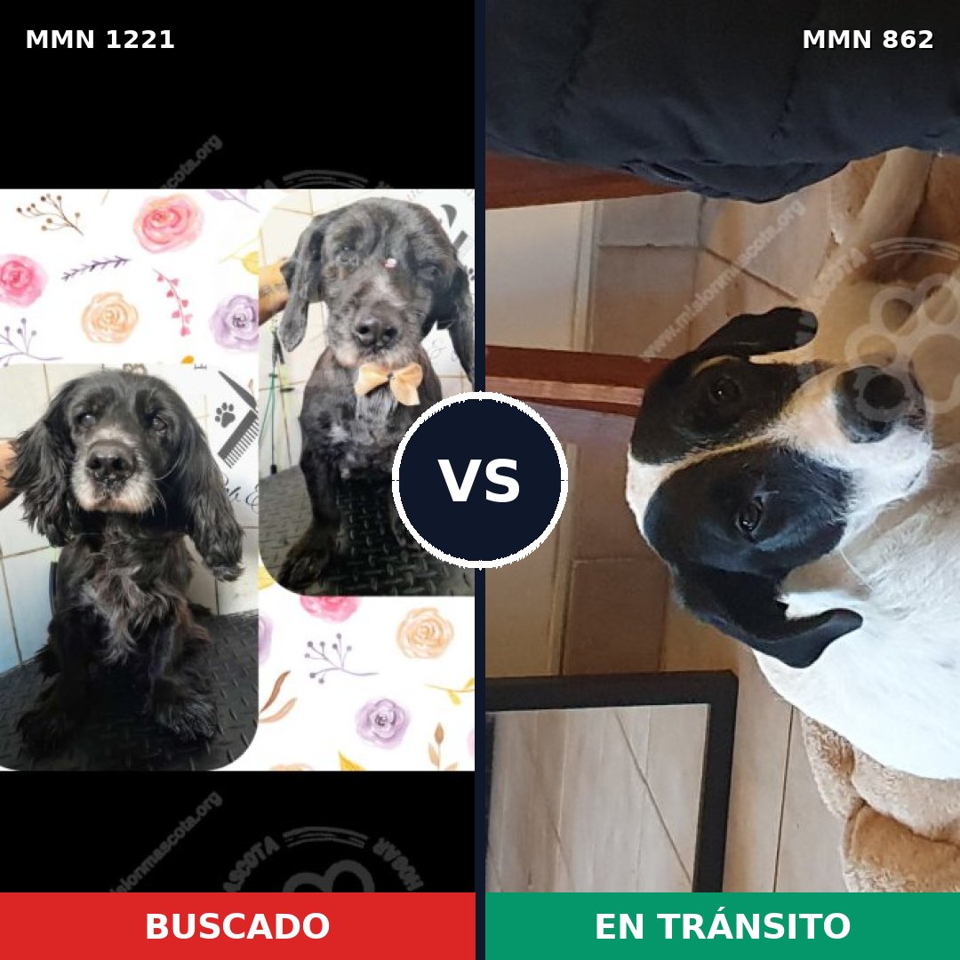 Comparativa MMS 19599: mascota perdida y mascota encontrada, 41% de similitud