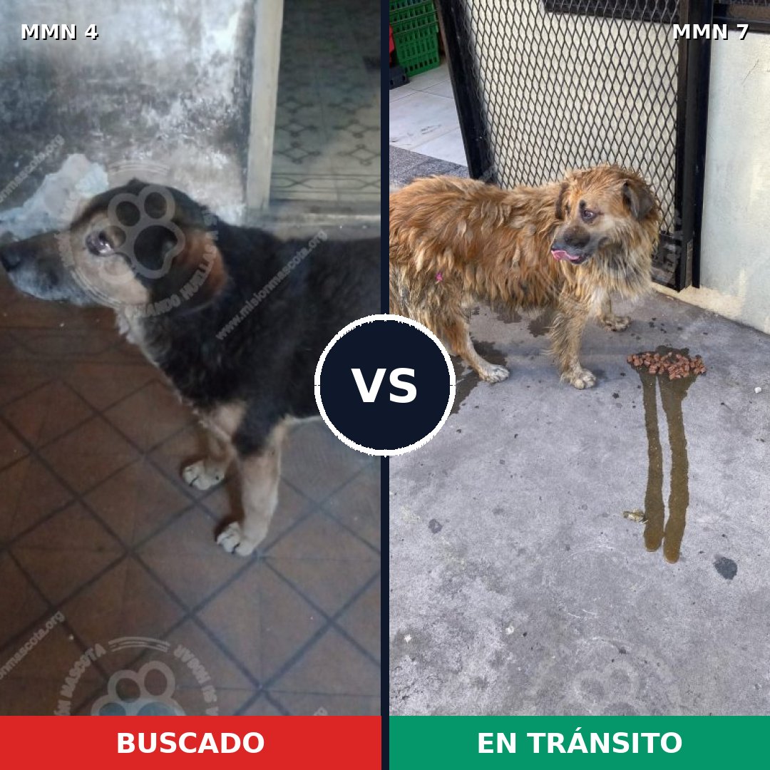 Comparativa MMS 196: mascota perdida y mascota encontrada, 64% de similitud