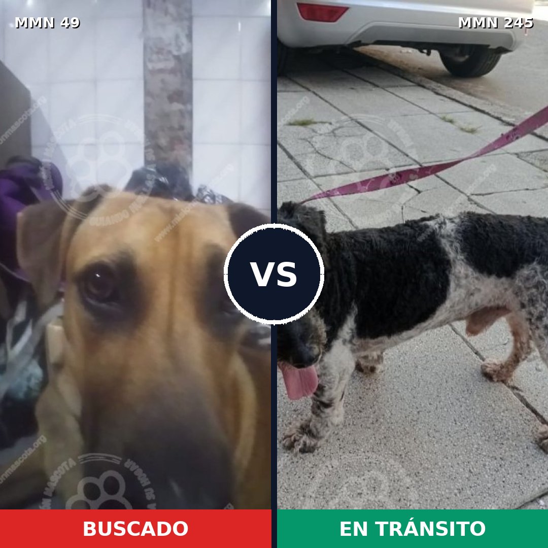 Comparativa MMS 1960: mascota perdida y mascota encontrada, 60% de similitud