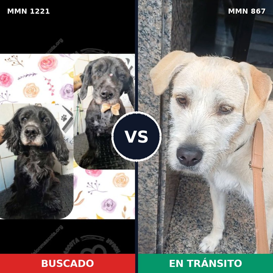 Comparativa MMS 19600: mascota perdida y mascota encontrada, 44% de similitud