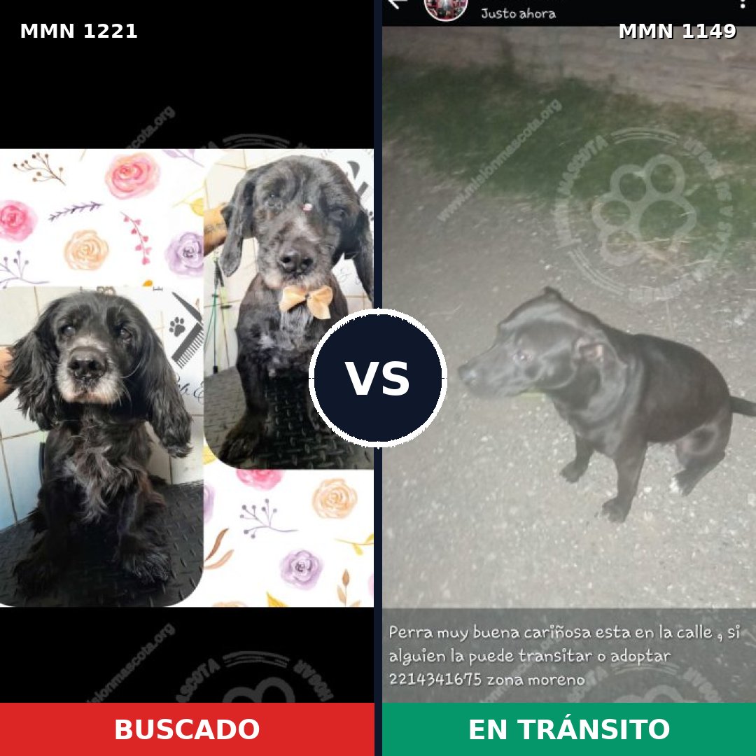 Comparativa MMS 19602: mascota perdida y mascota encontrada, 45% de similitud