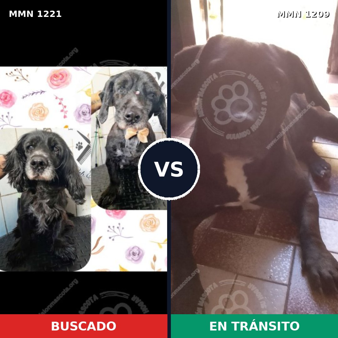 Comparativa MMS 19605: mascota perdida y mascota encontrada, 78% de similitud