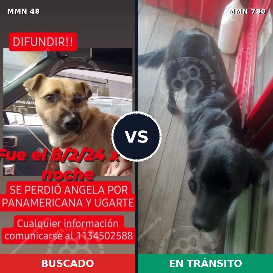 Comparativa MMS 19608: mascota perdida y mascota encontrada, 58% de similitud